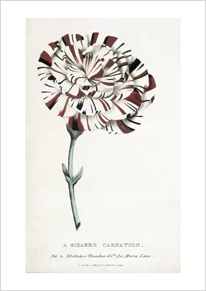 A bizarre carnation