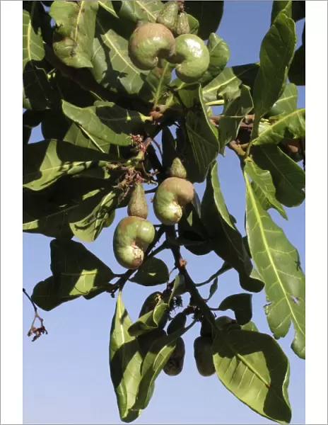 Cashew - nuts on tree