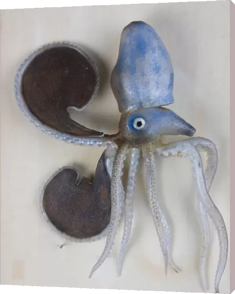 Argonauta argo (female), octopus