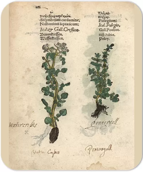 Watercress, Nasturtium officinale, and pennyroyal