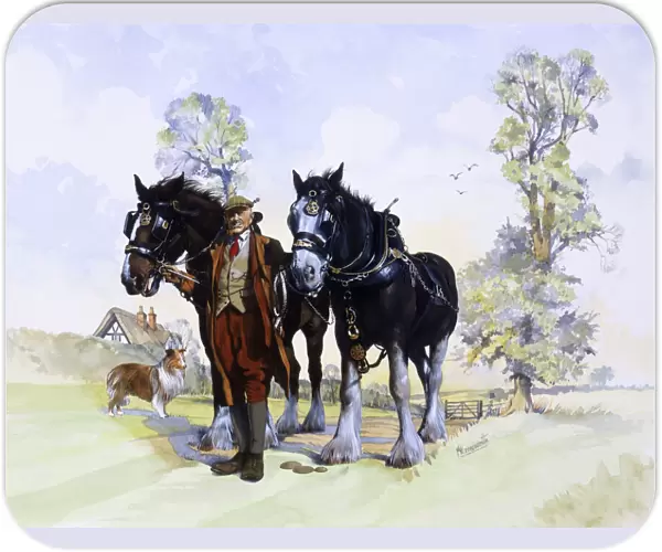 A pair of working Shire Horses & Farmer