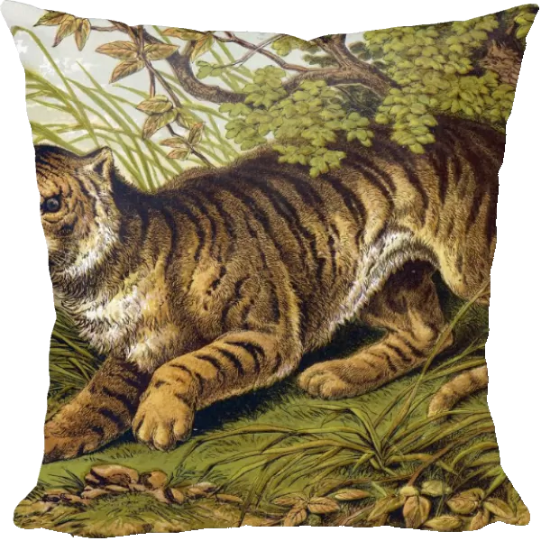 Tiger (Kronheim)