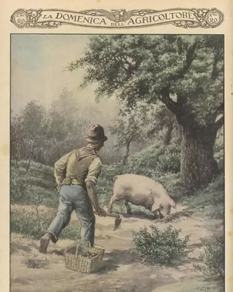 Truffle Hunt Pig 1929