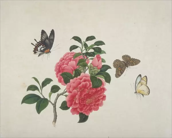 Camellia with butterflies