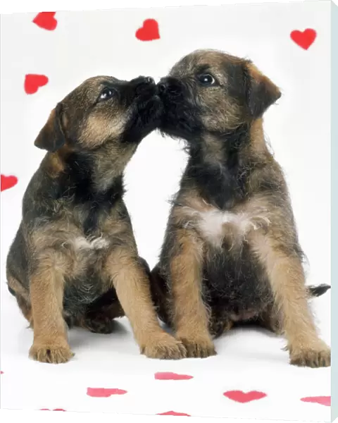 Border Terrier Dog - x2 puppies & red hearts