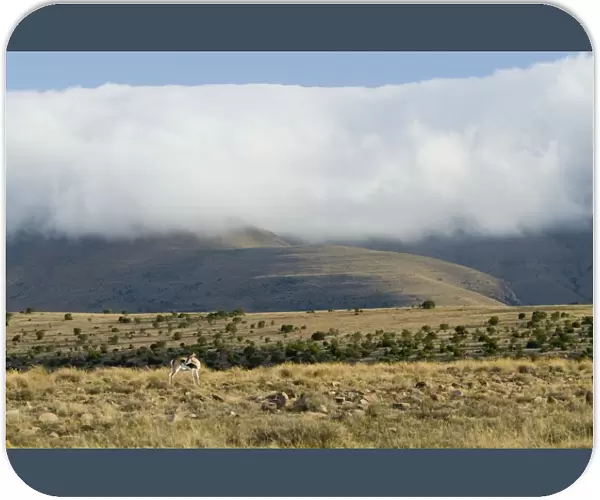 Cloud blanket enveloping mountain tops with springbok (Antidorcas marsupialis) in foreground in Mountain Zebra National Park, Eastern Cape, South Africa