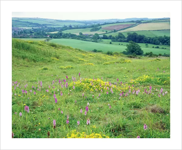 Chalk Downland - In old quarry with Common Spotted Orchids & Birds Foot Trefoil. Toller, Dorset, UK