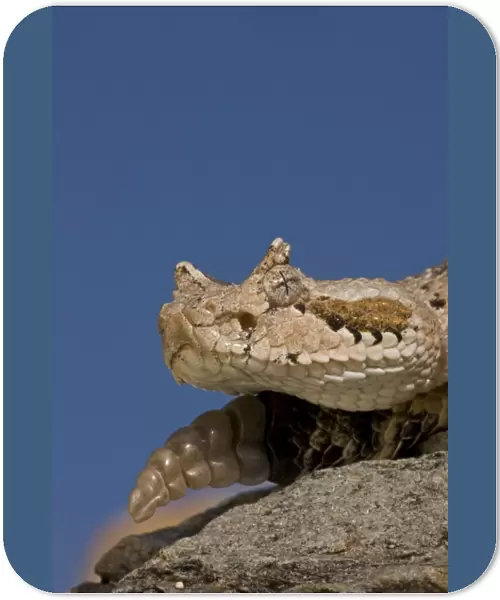 Sonoran Desert Sidewinder  /  Horned Rattlesnake - Arizona - USA - Distribution: southwestern United States and northwestern Mexico