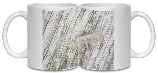 Plain Pug Moth - Essex, UK IN000703