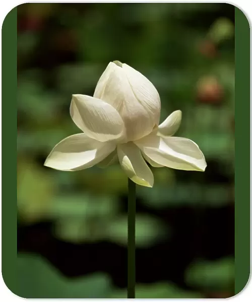 White lotus blossom