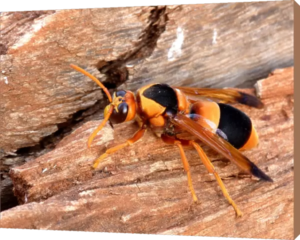 Australian Hornet (Abispa ephippium) adult, resting on dead wood, Northern Territory, Australia, september