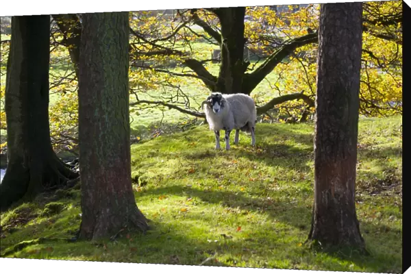Domestic Sheep, Swaledale ram, standing amongst trees with leaves in autumn colour, Marshaw, Over Wyresdale