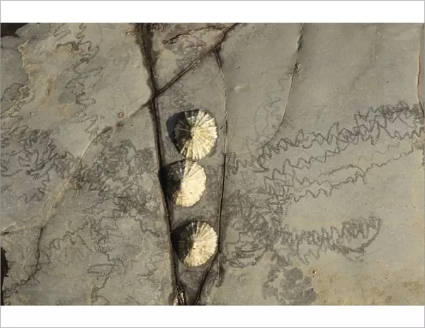 Common Limpet (Patella vulgata) three adults, attached to rock with feeding tracks at low tide, Kimmeridge Bay