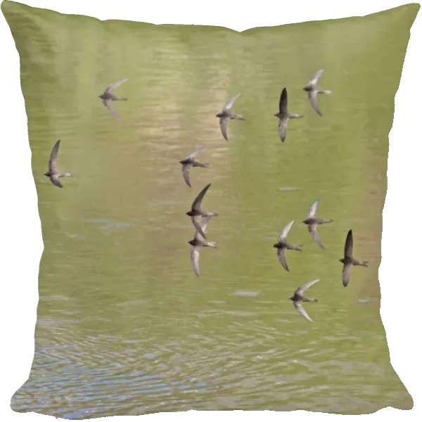Common Swift (Apus apus) sixteen adults, flock in flight over water, Castilla y Leon, Spain, June