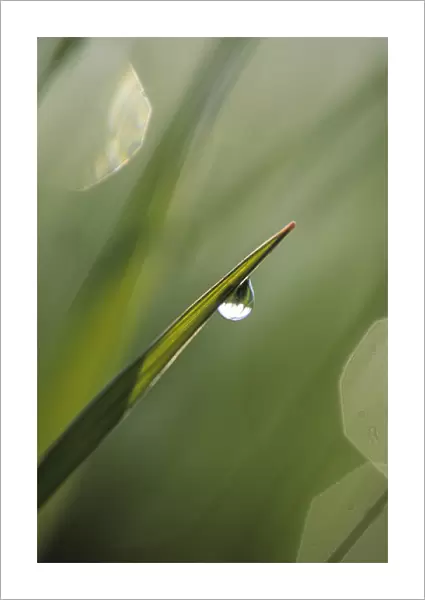 Blade of Grass with Dewdrop. Credit as: Nancy Rotenberg  /  Jaynes Gallery  /  DanitaDelimont