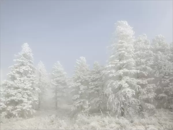 USA, Colorado, Pike National Forest. Trees with hoarfrost in fog