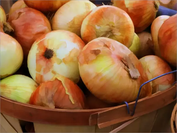 North America, USA, Georgia; Savannah; Sweet onions at a Farmers in Savannah