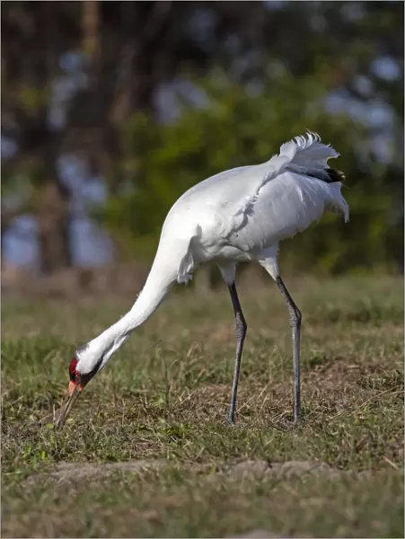 Whooping cranes (Grus americana) adult feeding