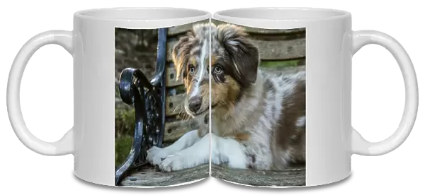 Issaquah, Washington State, USA. Four month old Red Merle Australian Shepherd puppy