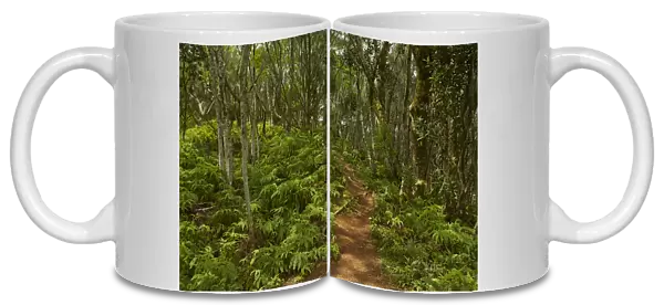 Forest, Takitoa Ridge Track, Raemaru Mountain, Rarotonga, Cook Islands, South Pacific