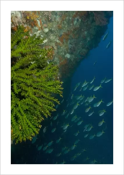 Underwater arch, tubastrea coral and Blue-gold fusiliers, Raja Ampat region of Papua