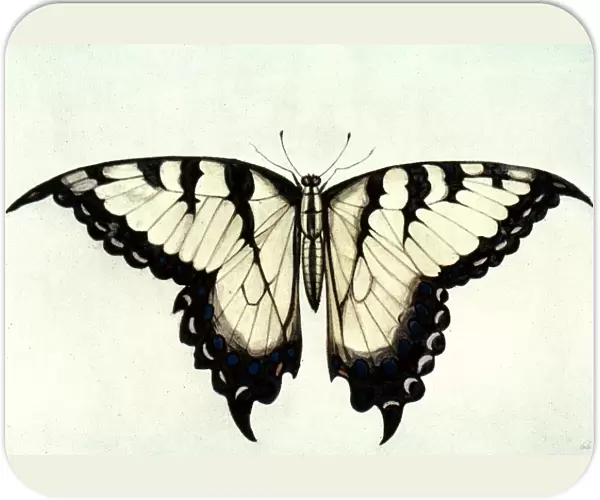 SWALLOW-TAIL BUTTERFLY. Watercolor, c1585, by John White