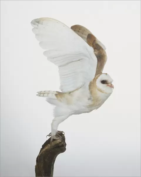 Barn Owl (Tyto alba) raising its wings to take off from perch, side view