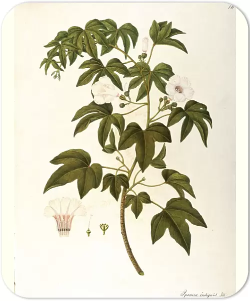 Convolvulaceae, Giant Potato (Ipomea insignis), perennial plant native to tropical regions, by Angela Rossi Bottione, watercolor, 1812-1837