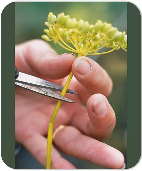Using garden scissors to remove fennel flowerhead containing seeds