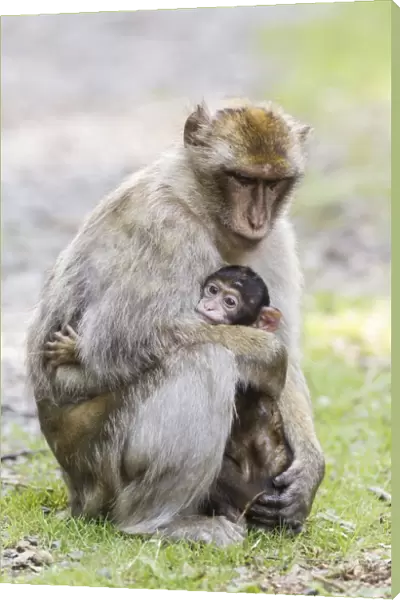 Barbary Macaques -Macaca sylvanus-, adult with baby, native to Morocco, captive