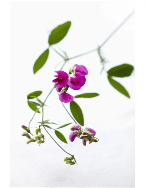 pink sweet pea on white background