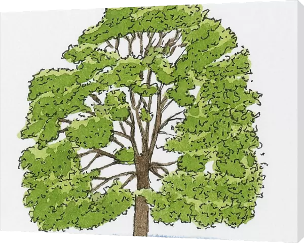 Illustration of Quercus cerris (Turkey Oak)