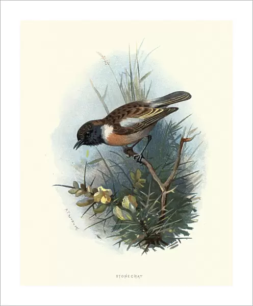Natural history, Birds, European stonechat (Saxicola rubicola)
