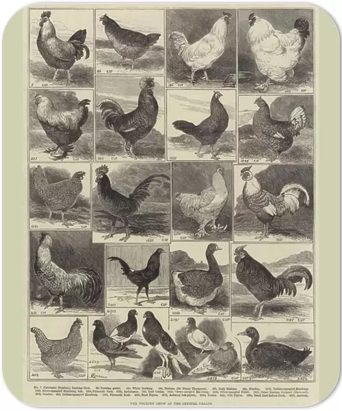 The Poultry Show at the Crystal Palace (engraving)