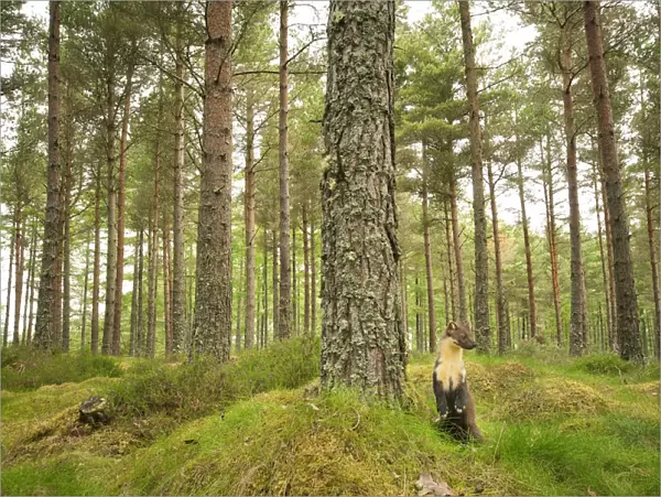 Pine marten (Martes martes) adult female in caledonian forest, The Black Isle, Highlands