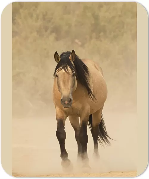 Wild Mustang, dun horse in dust, Sand Wash Basin Herd Area, Colorado, USA