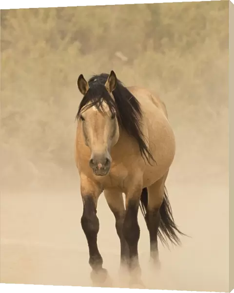 Wild Mustang, dun horse in dust, Sand Wash Basin Herd Area, Colorado, USA