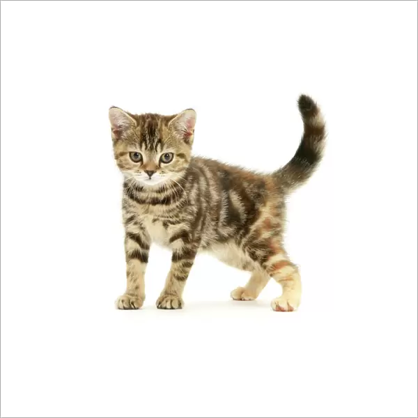 British shorthair tabby-tortoiseshell kitten