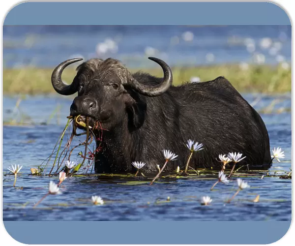 African buffalo (Syncerus caffer) feeding on water lilies, Chobe River, Chobe National Park