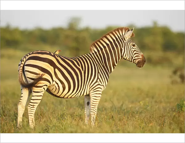 Common Zebra (Equus quagga) with Red-billed Oxpecker (Buphagus erythrorhyncus)