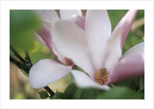 CS_2539. Magnolia soulangeana. Magnolia. Pink subject