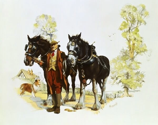 Farmer with a pair of shire horses