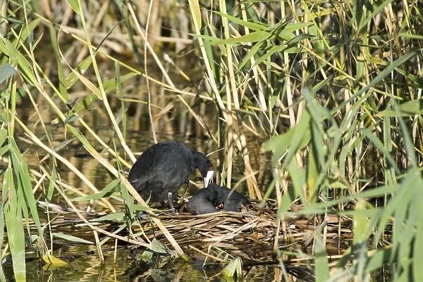 Pair of Red-knobbed Coots courting on nest. Inhabits dams, freshwater pans and lakes, avoiding fast flowing rivers. Karoo National Park, Western Cape, South Africa