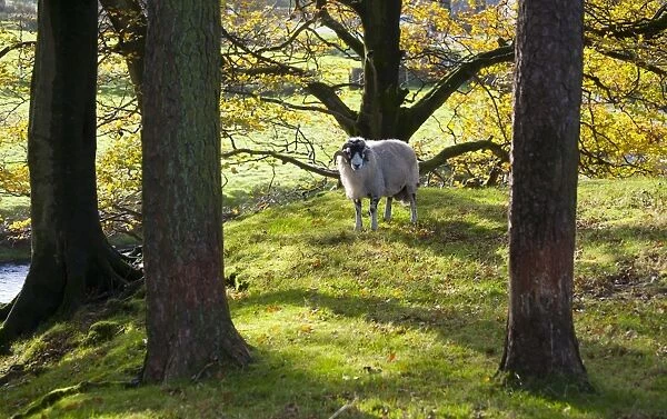 Domestic Sheep, Swaledale ram, standing amongst trees with leaves in autumn colour, Marshaw, Over Wyresdale