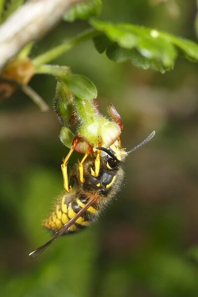 Norwegian Wasp (Dolichovespula norwegica) adult worker, feeding on Gooseberry (Ribes uva-crispa) flower, important pollinator of soft-fruit crops, Powys, Wales, april