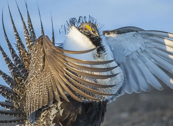 USA, Wyoming, Sublette County. Greater Sage Grouse male stretching his wings