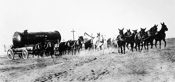 EARLY OIL PIPELINE. Mule team used by Shell Oil Company in the construction of