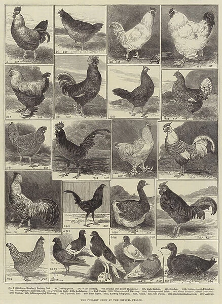 The Poultry Show at the Crystal Palace (engraving)