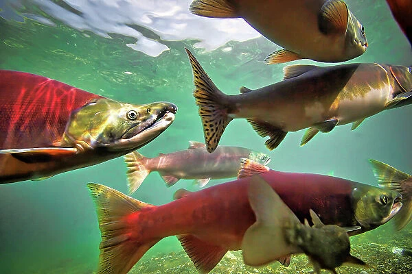 Spawning salmon dominate traffic in the Ozernaya River, Russia