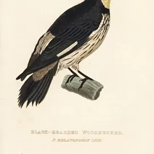 Woodpeckers Collection: Bearded Woodpecker